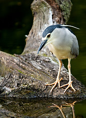 Image showing Black-crowned night heron