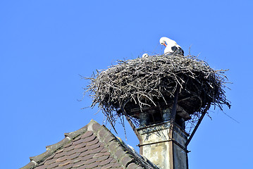 Image showing Storks in a nest