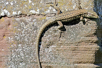 Image showing Lizard