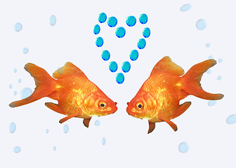 Image showing goldfishes in love