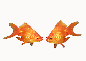 Image showing two goldfishes