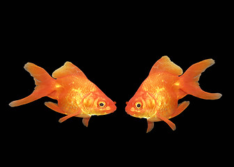 Image showing goldfishes in black