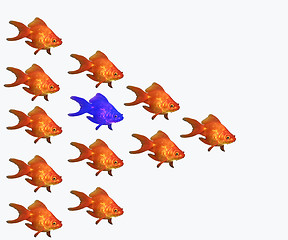 Image showing goldfishes, one in blue