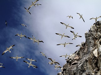 Image showing Gannets flying around Bass Rock
