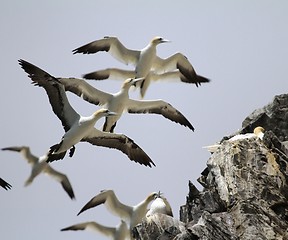 Image showing Gannets