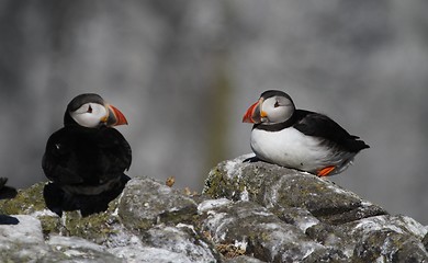 Image showing Two puffins