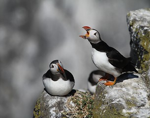 Image showing Puffins