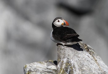 Image showing Puffin