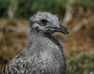 Image showing Young gull