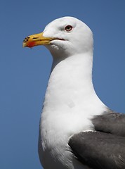 Image showing Gull