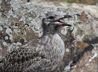 Image showing Hungry gull chick