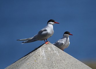 Image showing Arctic terns