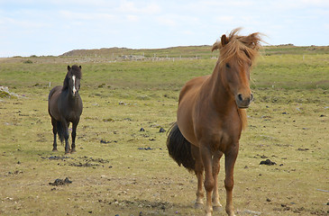 Image showing Icelandic horses