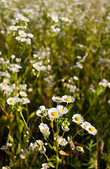 Image showing White daisies