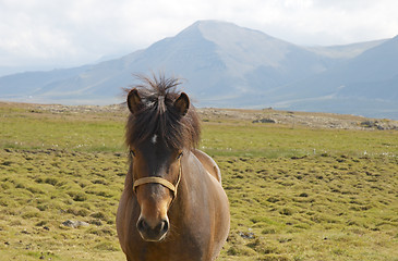 Image showing Icelandic horse