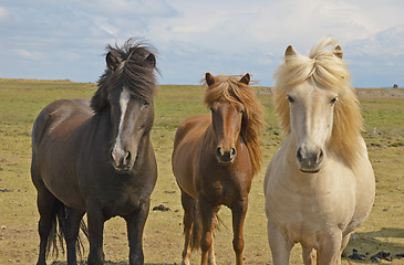 Image showing Icelandic horses