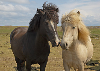 Image showing Icelandic horses