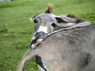 Image showing Funny Donkey