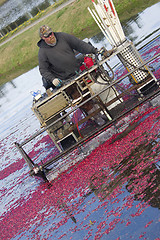 Image showing Fruit Farmer