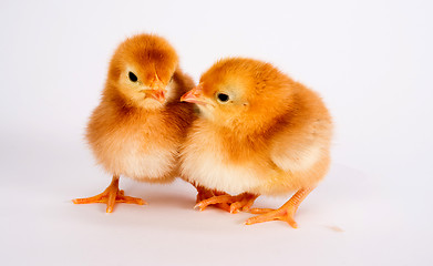 Image showing Baby Chick Newborn Farm Chickens Standing White Rhode Island Red