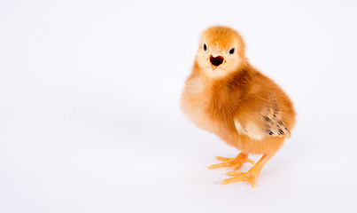 Image showing Baby Chick Newborn Farm Chicken Standing Rhode Island Red