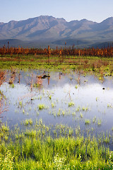 Image showing Scenic Marsh Water Panoramic Mountain Landscape Outback Alaska