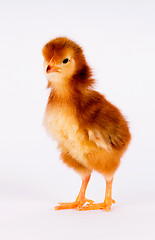 Image showing Baby Chick Newborn Farm Chicken Standing Rhode Island Red