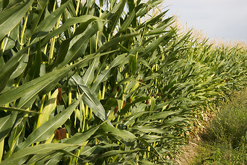 Image showing Farmers Corn Field Crop Under Blue Sky Produce Food Commodity