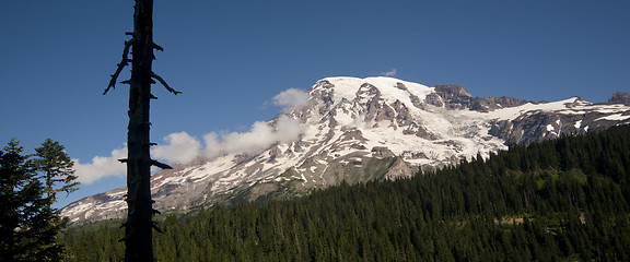 Image showing Horizontal Composition Mt. Rainier Dense Forest Cascade Range Wa