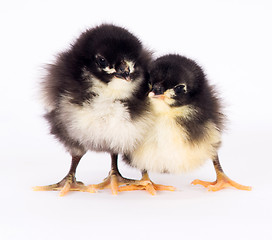 Image showing Baby Chick Newborn Farm Chickens Standing White Australorp Varie