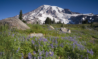 Image showing Majestic Snowcapped Mountain Peak Mt. Rainier Wildflowers Cascad