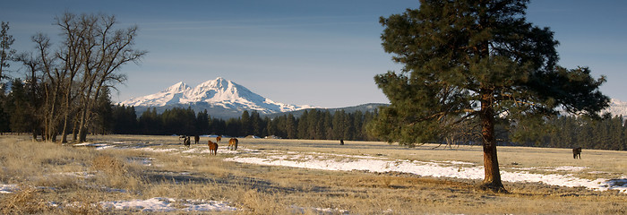 Image showing Ranch Livestock at the Base of Three Sisters Mountains Oregon