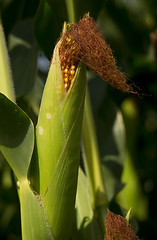 Image showing Farmers Ear Corn Stalk Crop Cob in Husk Produce Food Commodity