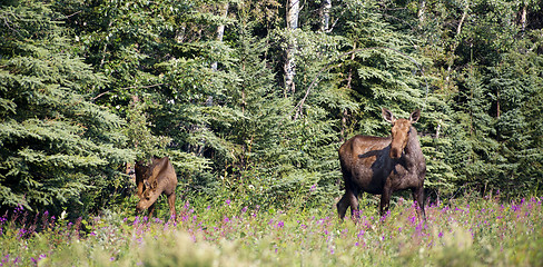 Image showing Giant Alaskan Moose Female Leads Calf From Forest Wildflowers