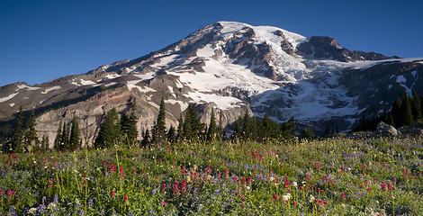 Image showing Majestic Snowcapped Mountain Peak Mt. Rainier Wildflowers Cascad