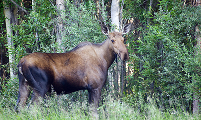 Image showing Giant Alaskan Moose Female Feeds on Leaves Forest Edge