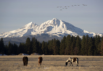 Image showing Wild Geese Fly Migrate Mountain Winter Cascade Range Oregon Ranc