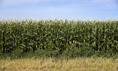 Image showing Farmers Corn Field Crop Under Blue Sky Produce Food Commodity