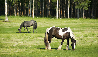 Image showing Horses Grazing inThe Pasture Long Haired Paint