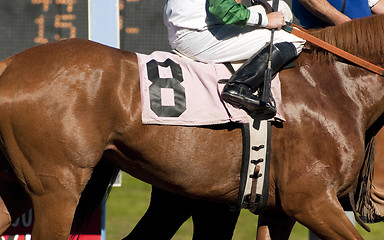 Image showing Jockey Leads Number Eight Horse to Start Gate at Racetrack