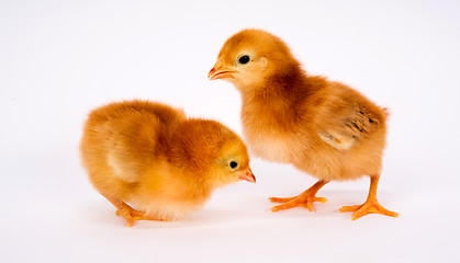 Image showing Baby Chick Newborn Farm Chickens Standing White Rhode Island Red