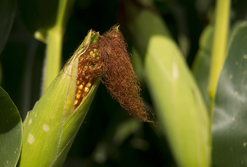 Image showing Farmers Ear Corn Stalk Crop Cob in Husk Produce Food Commodity