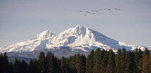 Image showing Wild Geese Fly Migrate Mountain Winter Cascade Range Oregon USA