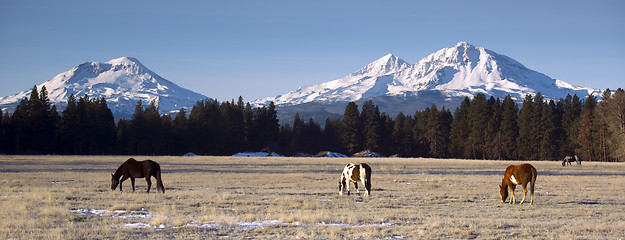 Image showing Ranch Animals at the Base of Three Sisters Mountains Oregon