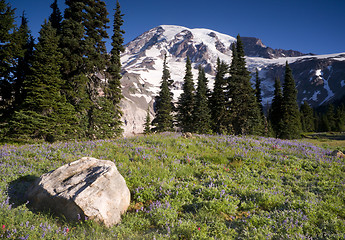 Image showing Majestic Snowcapped Mountain Peak Mt. Rainier Wildflowers Cascad