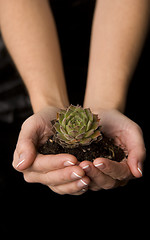 Image showing New Plant in her hands Woman Holds Nature