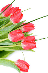 Image showing Magenta Tulips