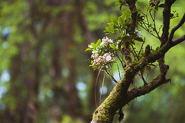 Image showing Flowers on old branch