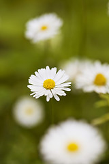 Image showing ?hamomile flowers