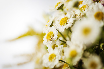 Image showing Camomile